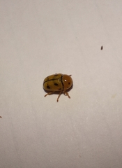 Cryptocephalus decemnotatus