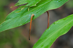 Haemadipsa guangchuanensis