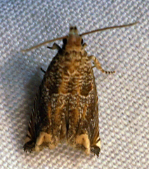 Epiblema abruptana