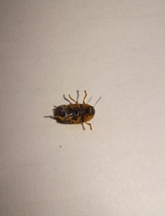 Cryptocephalus decemnotatus