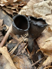 Urnula