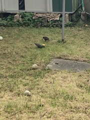 Sturnus vulgaris