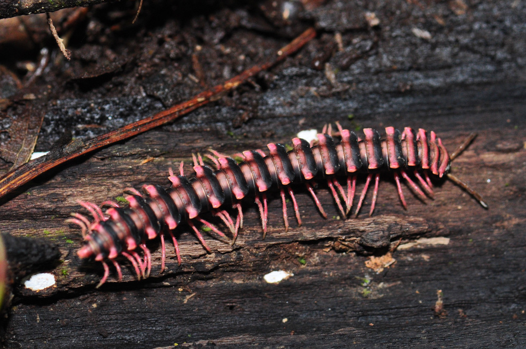 Paradoxosomatinae