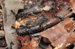 Leptogenys chalybaea