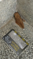 Lebeda nobilis