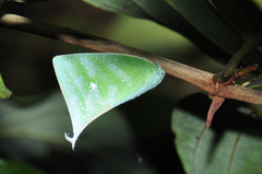 Colobesthes falcata