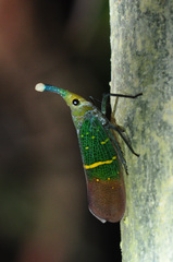 Saiva transversolineata