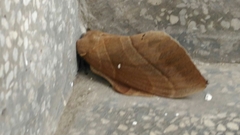 Lebeda nobilis
