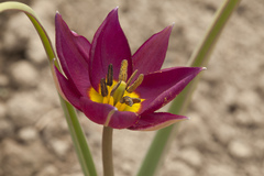 Tulipa humilis