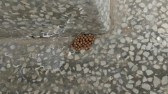 Lebeda nobilis