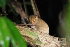 Cephalopachus bancanus borneanus