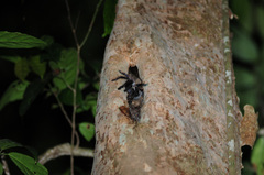 Ornithoctoninae
