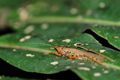 Eumacroxiphus brachyurus