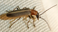 Oxycopis mimetica