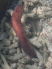 Holothuria edulis