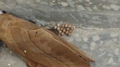 Lebeda nobilis