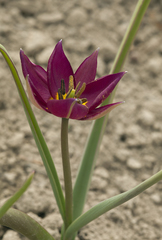 Tulipa humilis