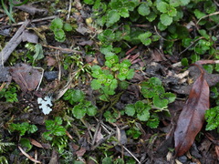 Chrysosplenium formosanum
