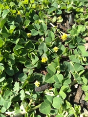 Medicago lupulina