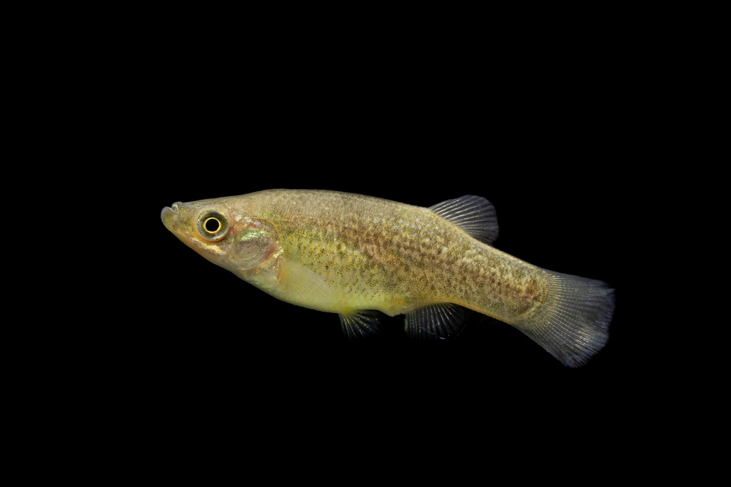 Blackfin Goodea