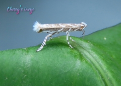 Epicephala lativalvaris