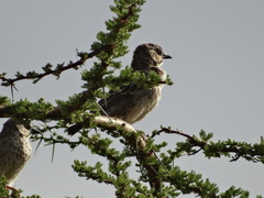 Plocepasser donaldsoni