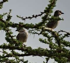 Plocepasser donaldsoni