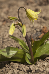 Erythronium tuolumnense