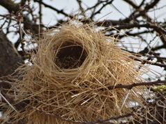 Plocepasser donaldsoni