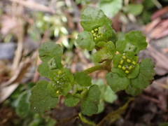 Chrysosplenium formosanum