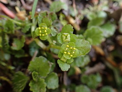 Chrysosplenium formosanum