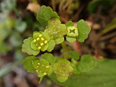 Chrysosplenium formosanum