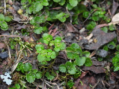 Chrysosplenium formosanum