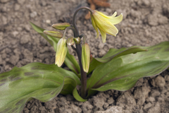 Erythronium tuolumnense