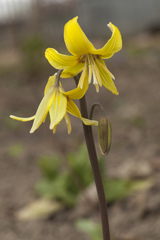 Erythronium tuolumnense