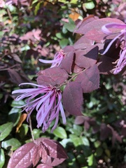 Loropetalum