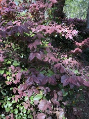 Loropetalum