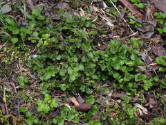 Chrysosplenium formosanum