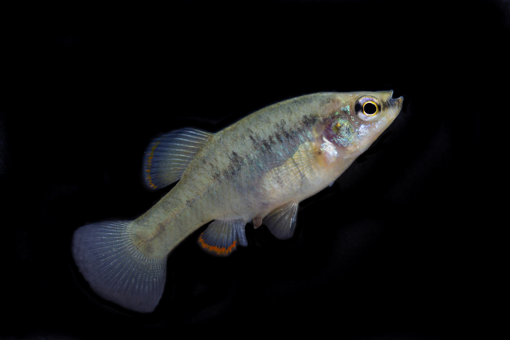 La Luz Splitfin