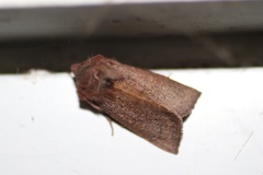 Orthosia transparens