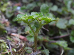 Chrysosplenium formosanum