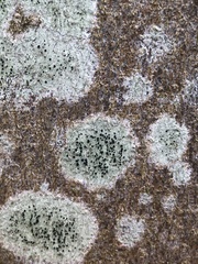 Lecidella elaeochroma