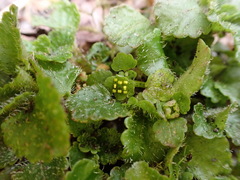 Chrysosplenium formosanum