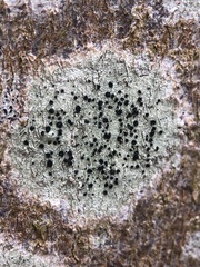 Lecidella elaeochroma