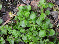 Chrysosplenium formosanum