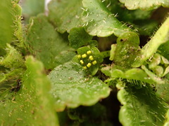 Chrysosplenium formosanum
