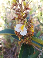 Qualea multiflora