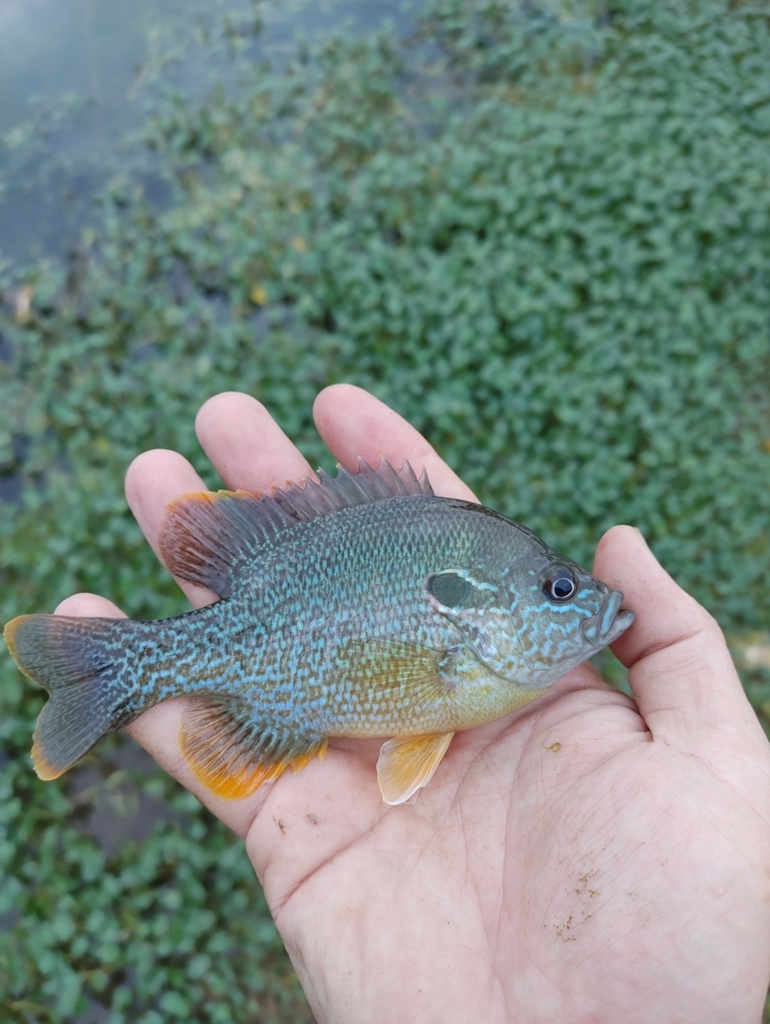 Green × Gulf Longear Sunfish