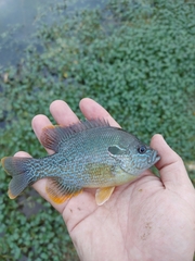 Lepomis megalotis × cyanellus