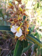 Qualea multiflora